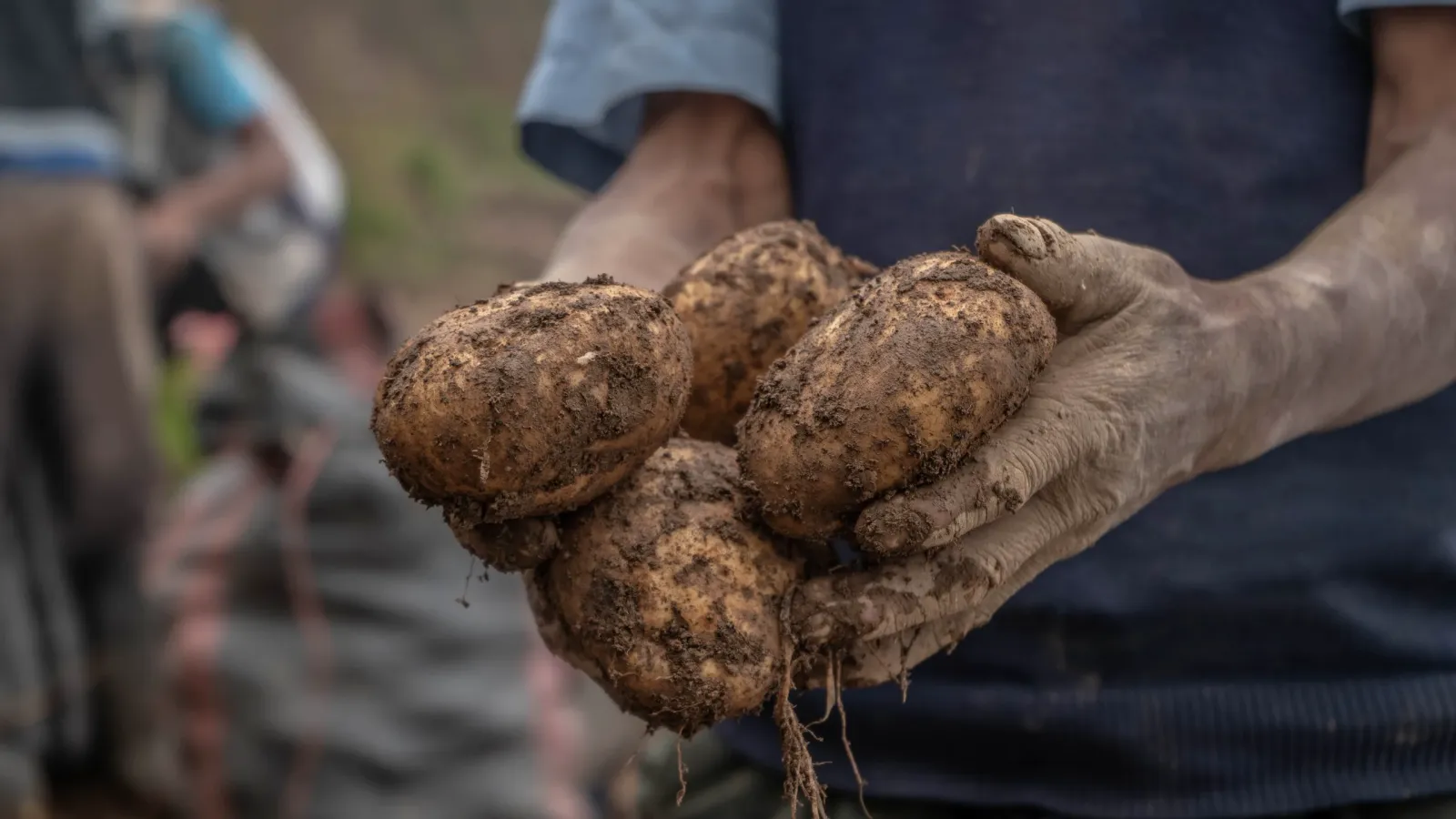 Manos de un agricultor sostienen papas recién cosechadas en una chacra andina del Perú